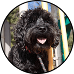 AuntJills_MeetJerry_150px