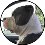 AuntJills_MeetMoose_150px